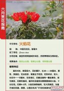 深圳6月各大公园赏花指南：赏荷花、赏火焰花