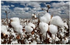 棉花商城，构建新型棉业发展生态圈